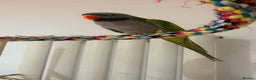 Parrots birds for sale: Male Derbyan  - Advert 4