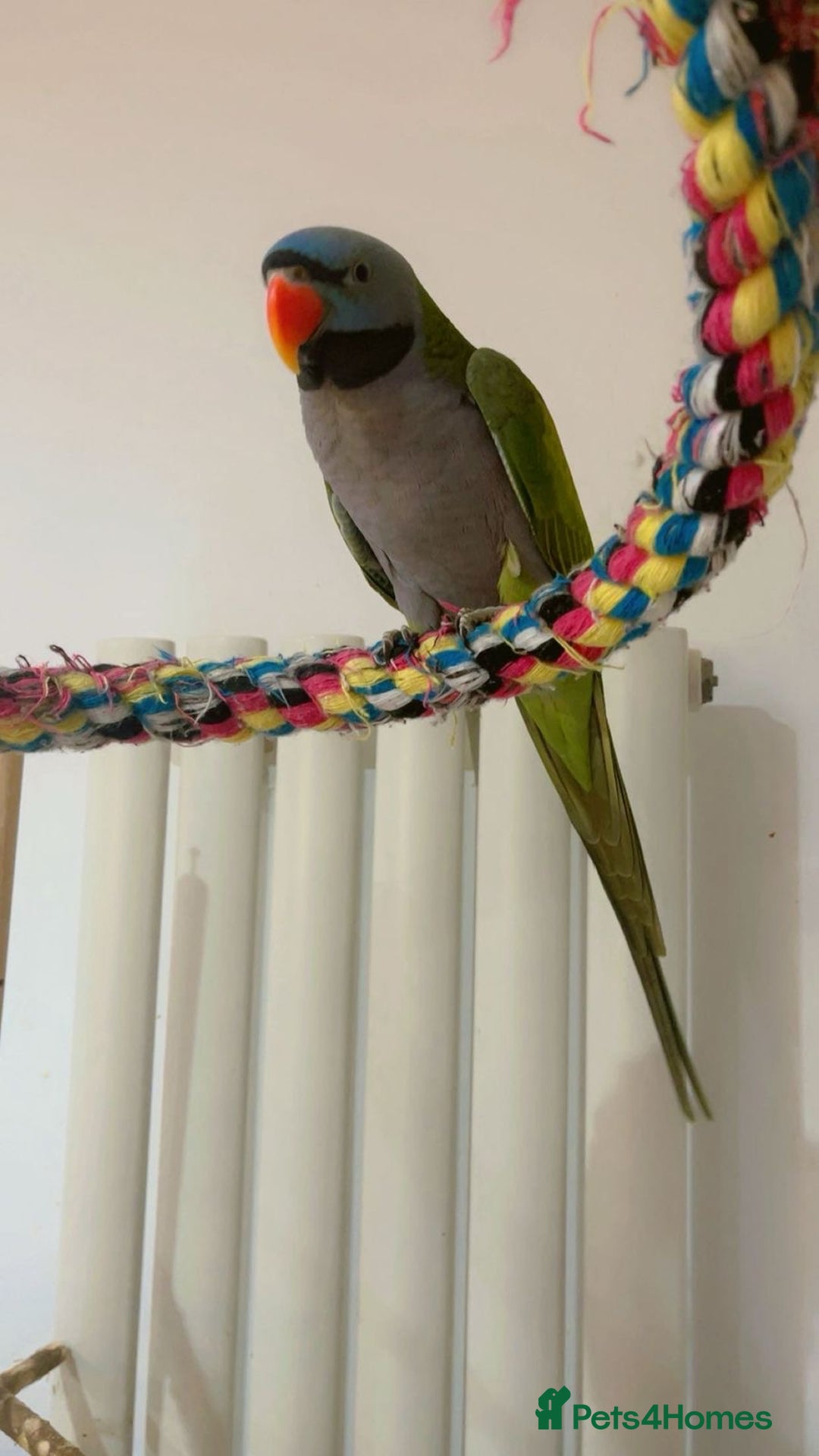 Parrots birds for sale: Male Derbyan  - Advert 4
