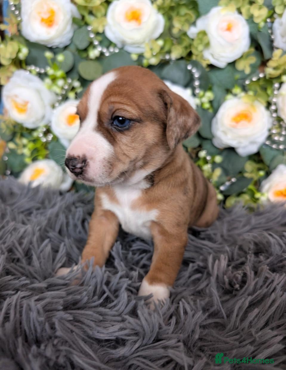 Mixed Breed dogs 3/4 Jack Russell puppies ❤️🐶 - Advert 1