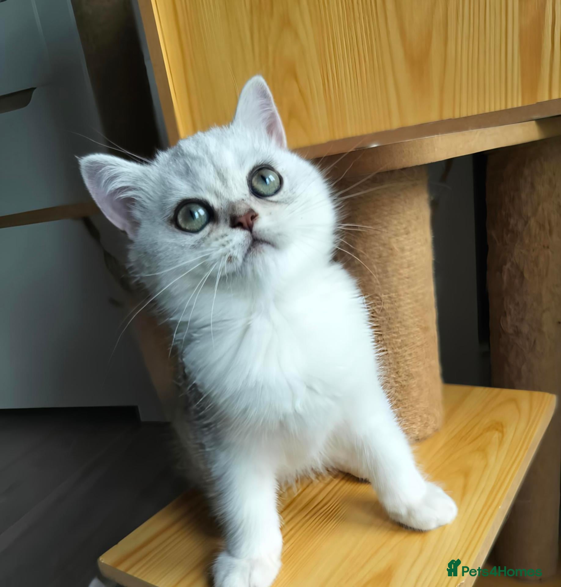 British Shorthair cats TICA 🐾 British Shorthair and Longhair kittens  - Advert 1