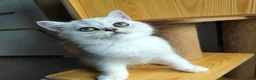 British Shorthair cats for sale: TICA 🐾 British Shorthair and Longhair kittens  - Advert 4