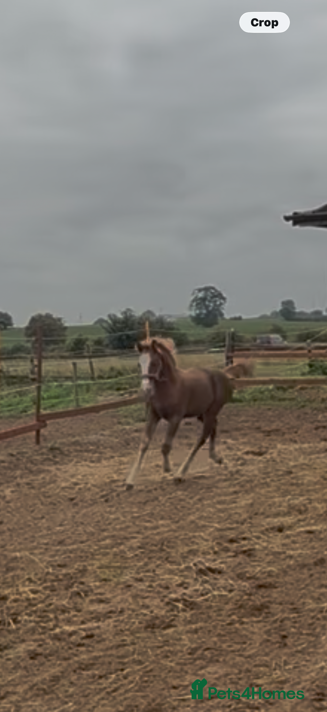 Welsh Section D horses for sale: Mare and foal  - Advert 7