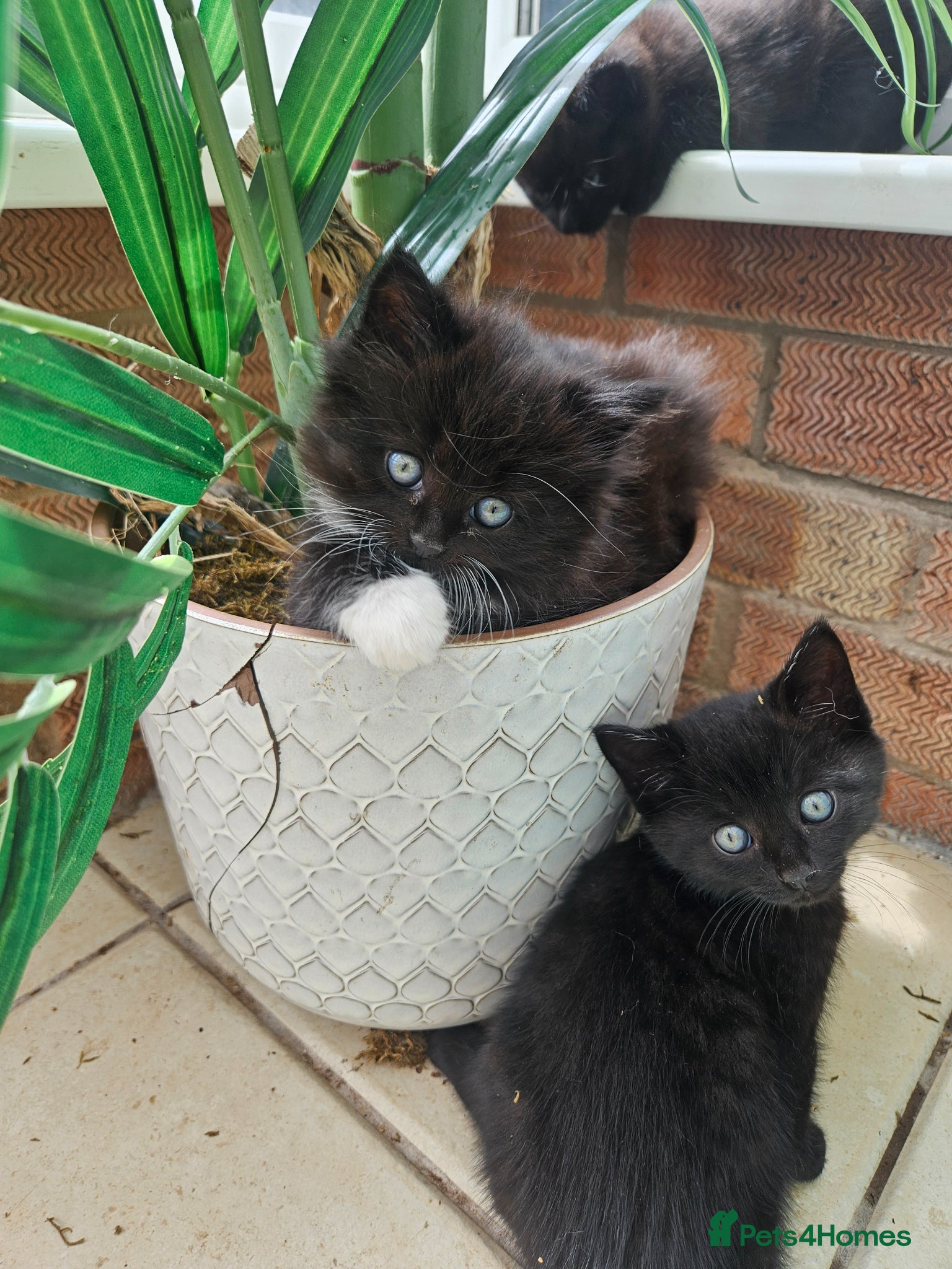 Domestic Shorthair cats Kittens 2 Boys 1 Girl  - Advert 14
