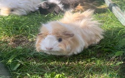 Guinea Pig rodents for sale: Guinea pigs looking for new homes  - Image 1