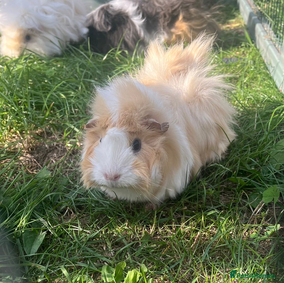 Guinea Pig rodents for sale: Guinea pigs looking for new homes  - Image 1