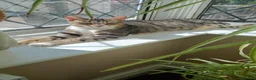 Arabian Mau cats for sale: Arabian Mau for adoption - Advert 9