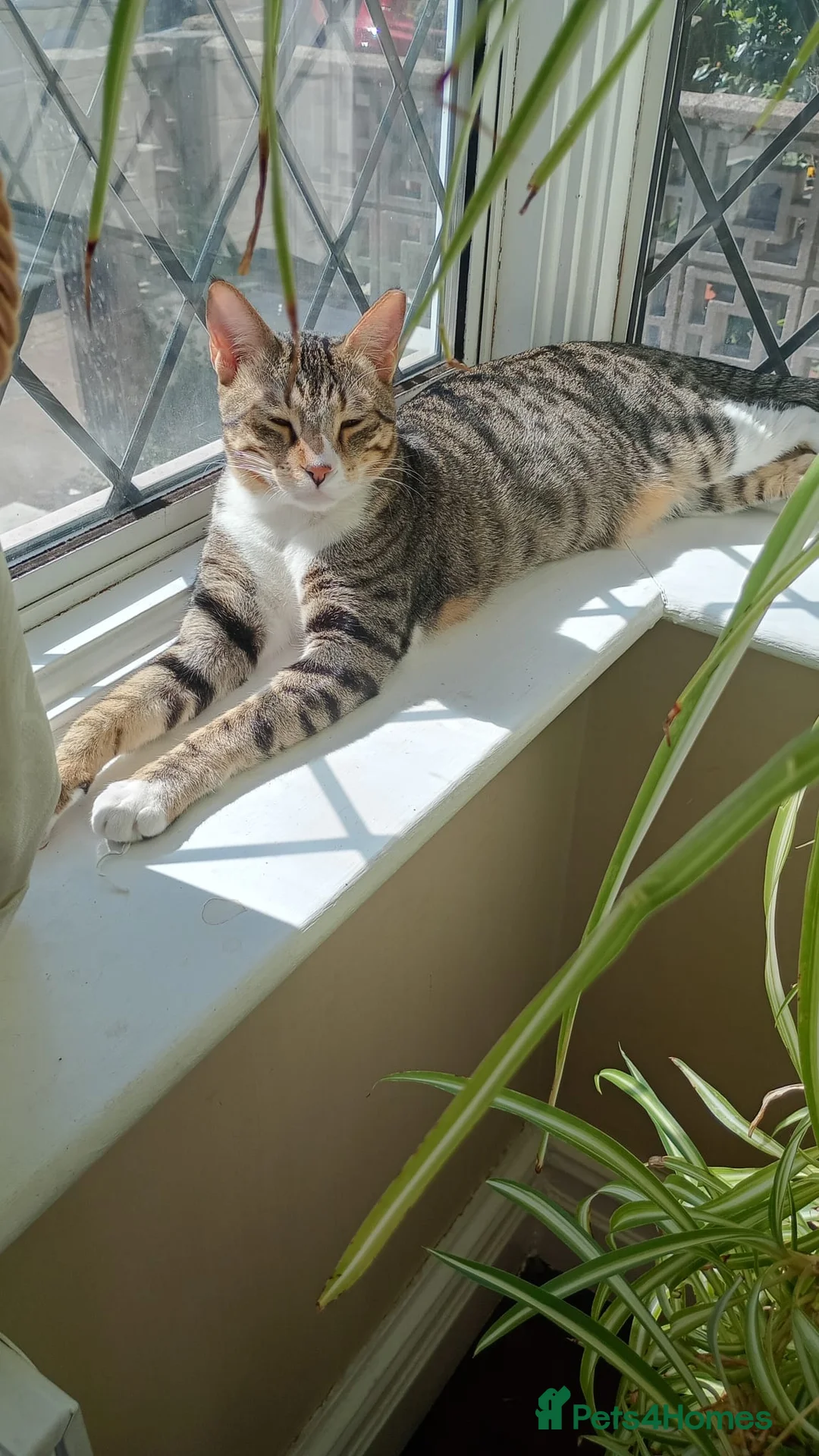 Arabian Mau cats for sale: Arabian Mau for adoption - Advert 9