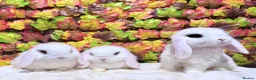 Mini Lop rabbits for sale: Quality Mini Lop girls ready now (Super tame) - Advert 4