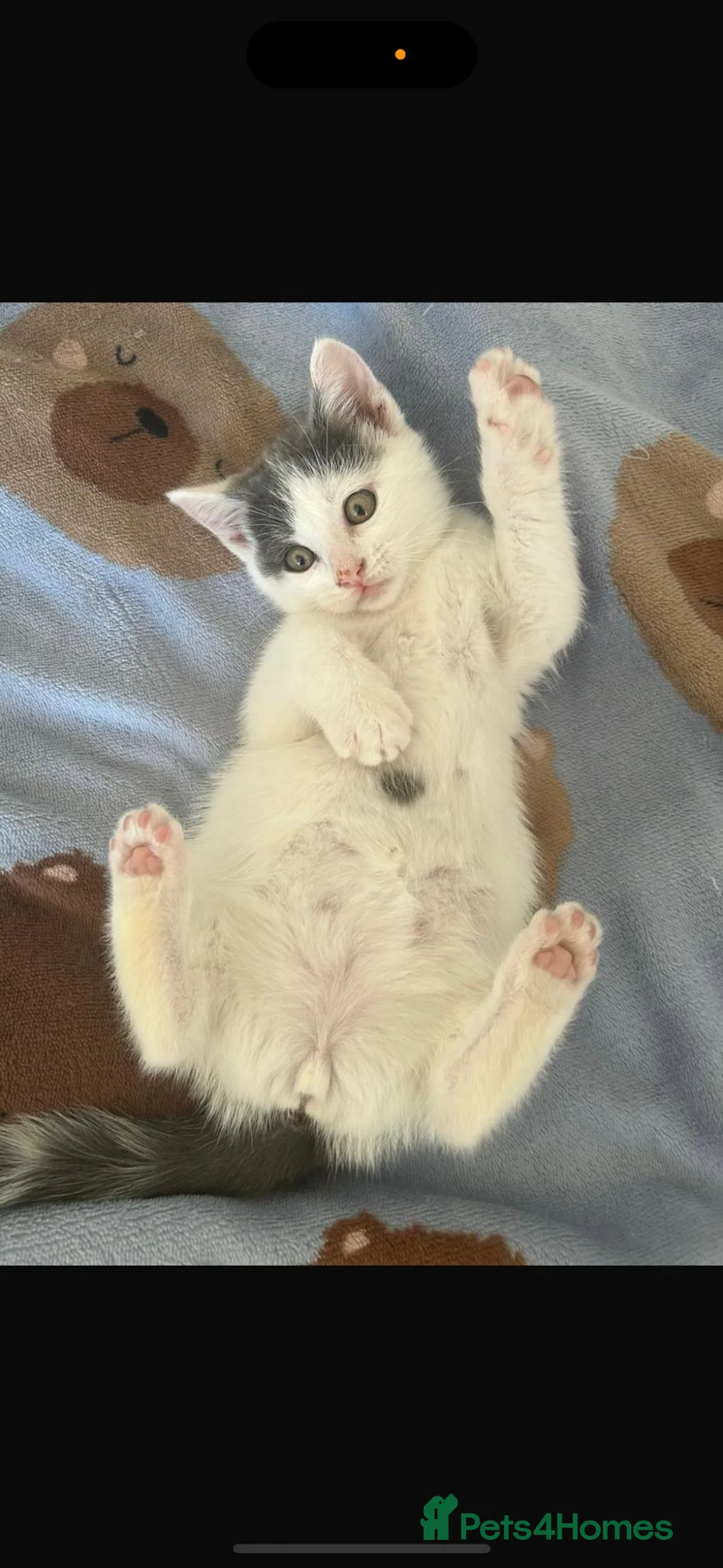 British Shorthair cats for sale: *Only 1 Beautiful Kitten left now* Ready to leave - Advert 2