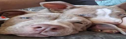 American Bully dogs for sale: 1 American female pocket bully  - Advert 2