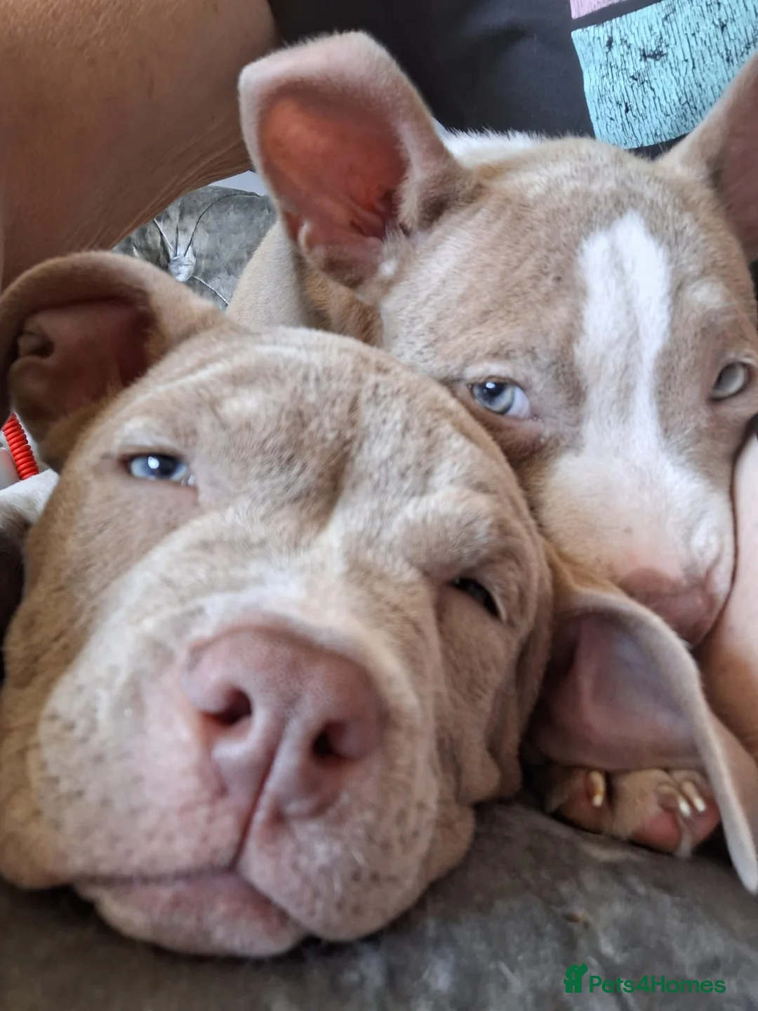 American Bully dogs for sale: 1 American female pocket bully  - Advert 2