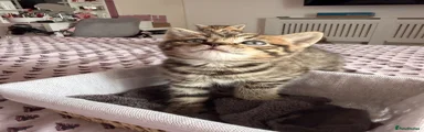 British Shorthair 2