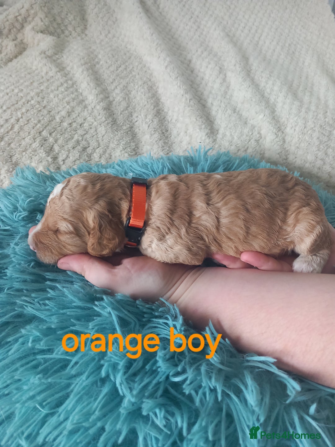 Cockapoo dogs for sale: Cockerpoo puppies  - Image 2