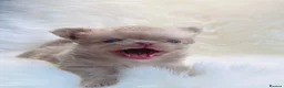 Chihuahua dogs for sale: Beautiful lilac chihuahuas  in Doncaster - Advert 17