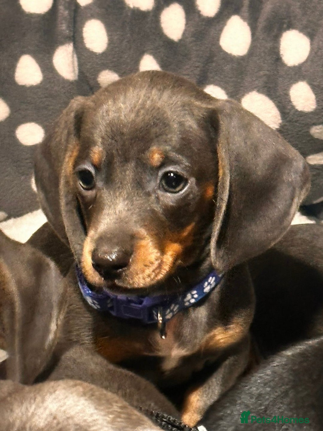 Miniature Dachshund dogs for sale: Beautiful Smooth Haired Dachshund Puppies - Advert 1