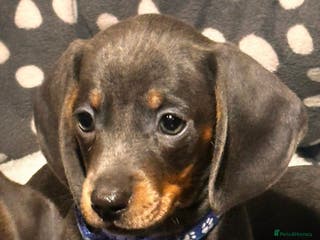 Miniature Dachshund dogs Beautiful Smooth Haired Dachshund Puppies - Advert 1