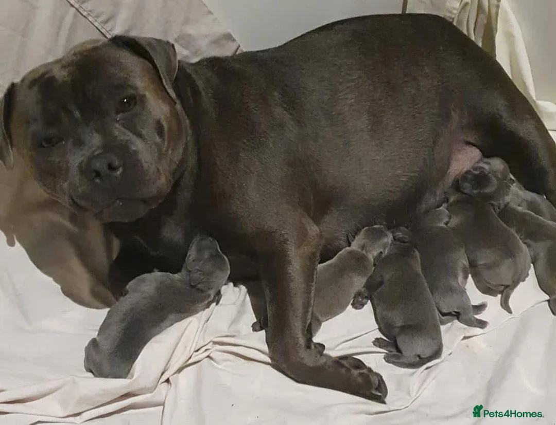 Staffordshire Bull Terrier dogs for sale: Stunning blue staffie pups  - Advert 1