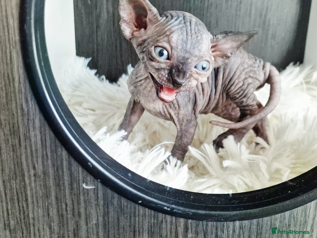 Sphynx cats for sale: Baby sphynx ready for reservation  - Image 16