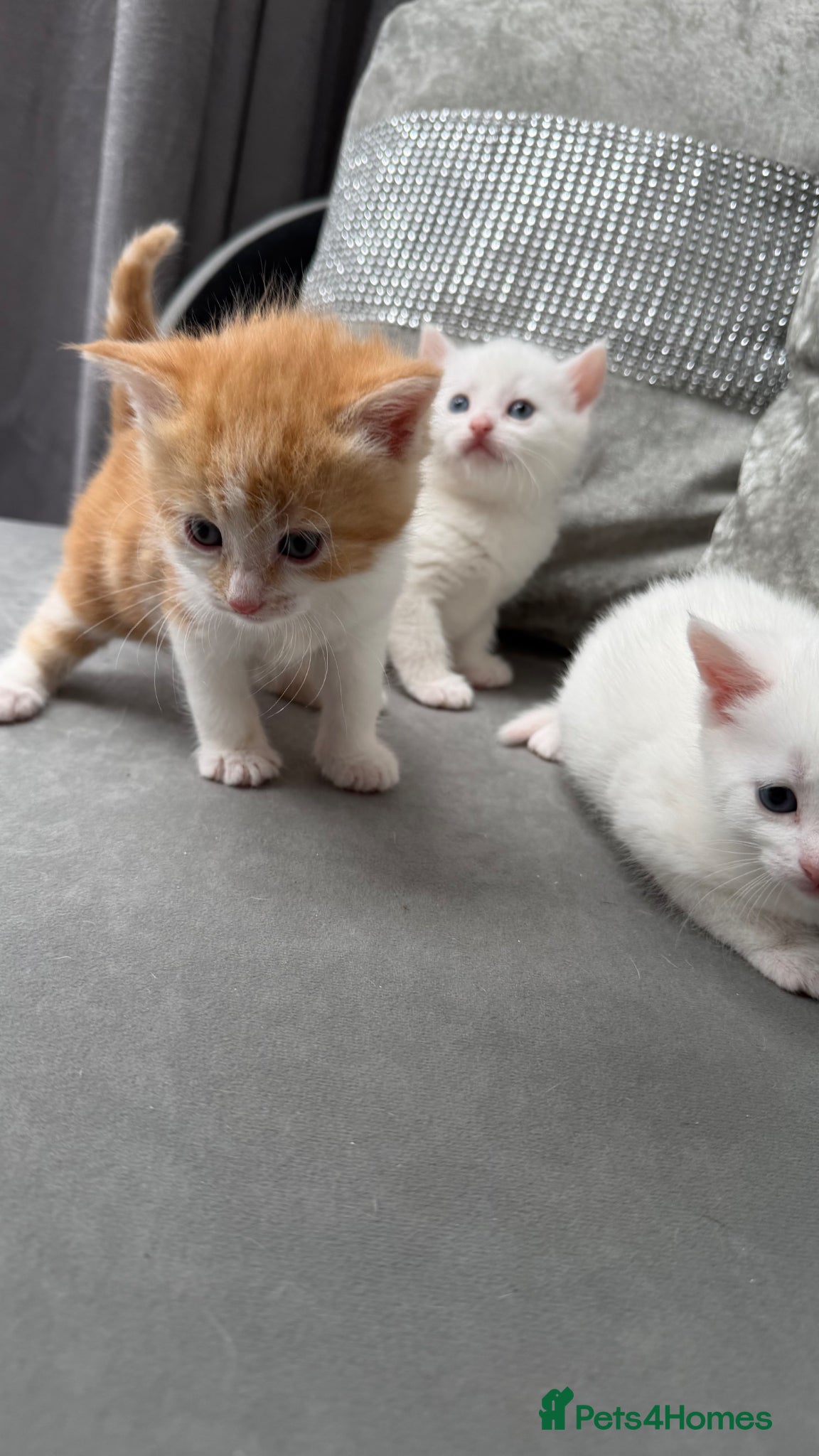 Mixed Breed cats for sale: Stunning and very playfull kittens - Advert 10