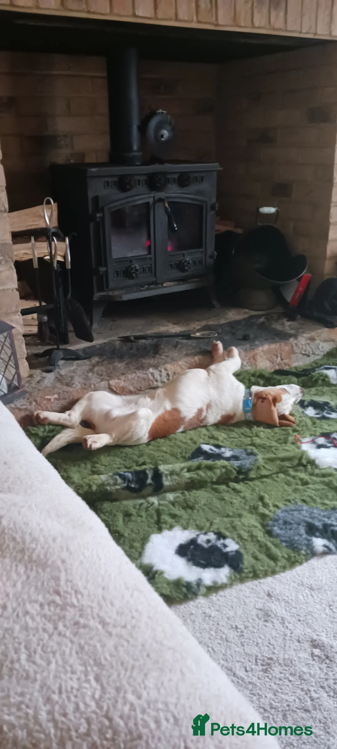 Beagle dogs for sale: Beagle boy - Advert 6