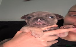Mixed Breed dogs for sale: 5 week old Frenchie pups for sale - Image 12