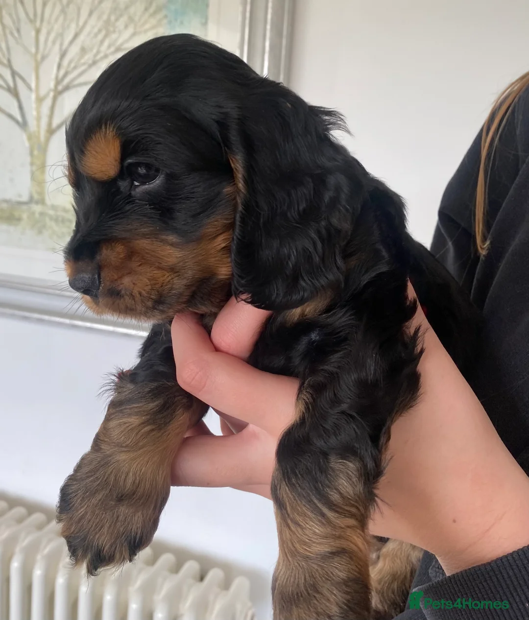 Cocker Spaniel dogs for sale: Cocker Spaniel Show Type Puppies  - Advert 15