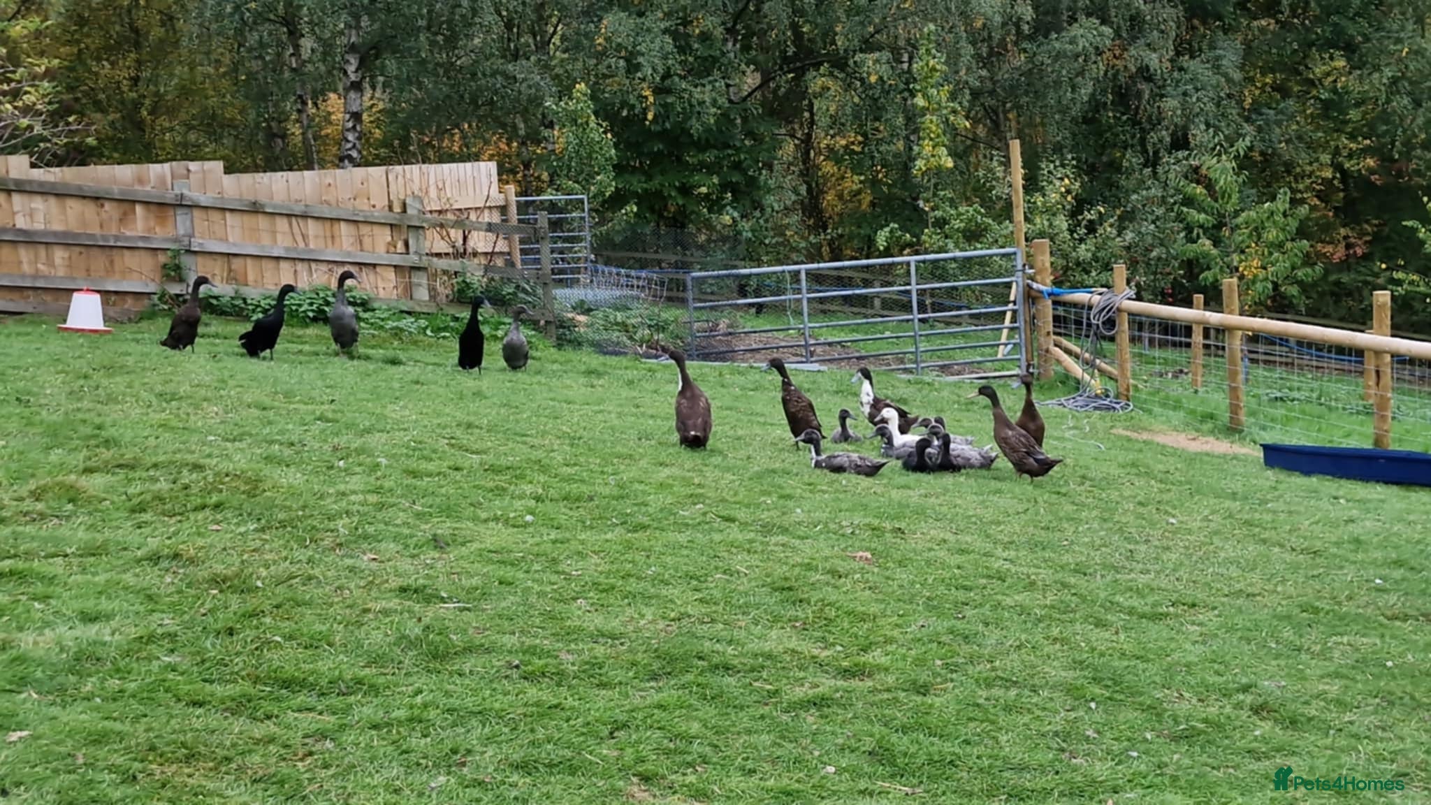 Ducks poultry Female Runner Ducks  - Advert 14