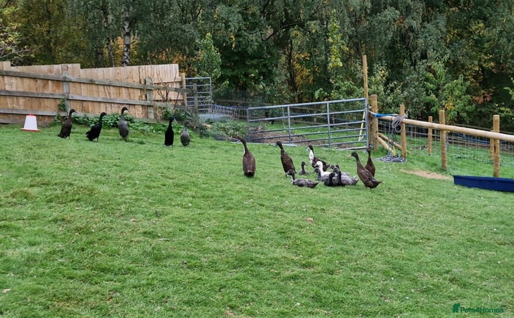 Ducks poultry - Advert 2