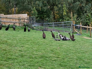 Ducks poultry - Advert 17