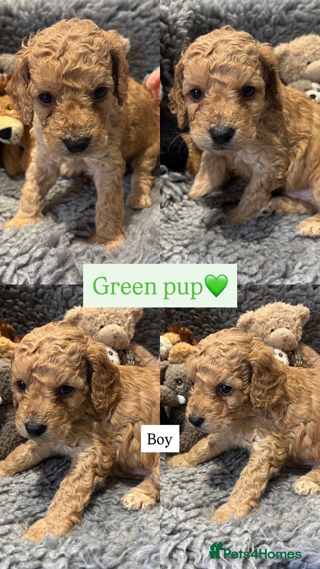 Cockapoo dogs for sale: Cockapoo’s 6 boys 2 girls  - Image 4