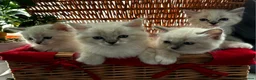 Ragdoll cats for sale: Luxury Blue Point Mitted Ragdoll Kittens - Advert 1