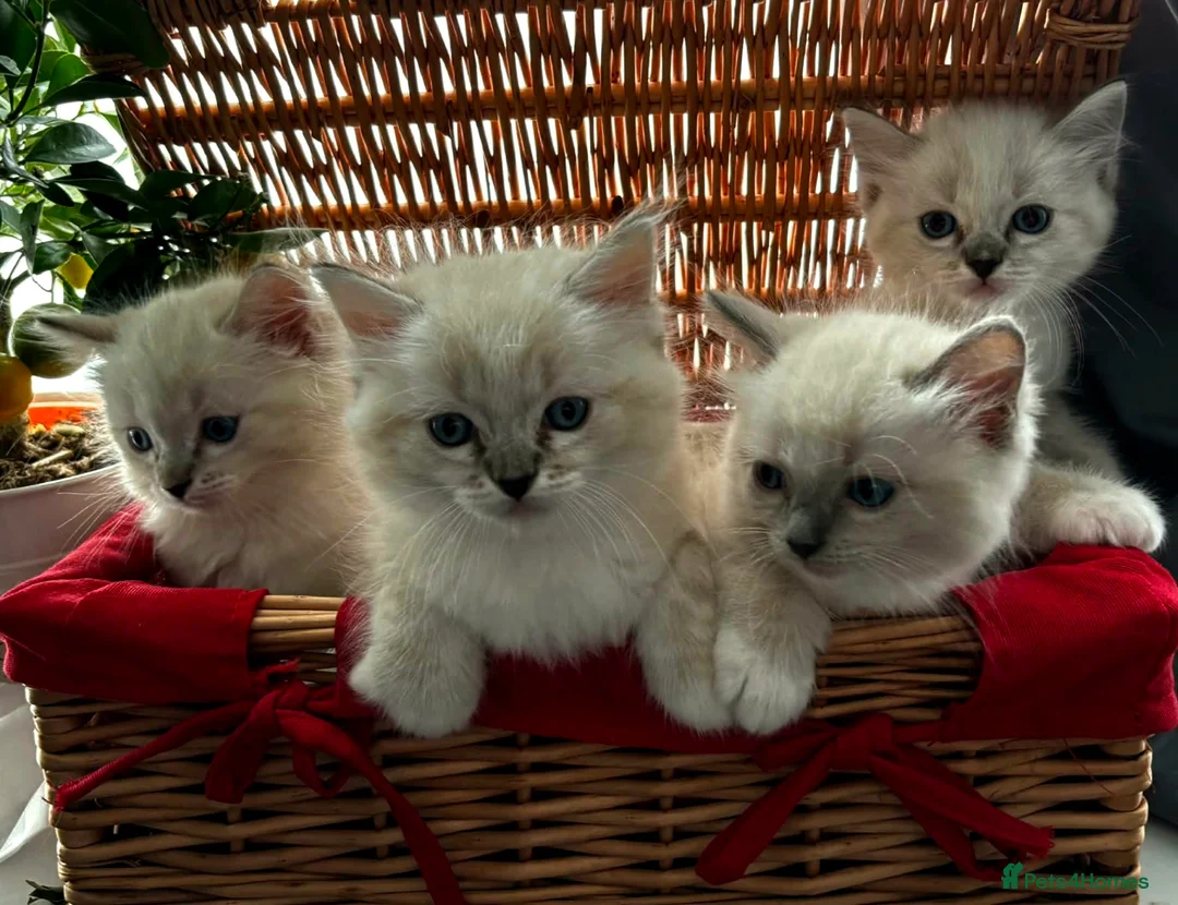 Ragdoll cats for sale: Luxury Blue Point Mitted Ragdoll Kittens - Advert 1