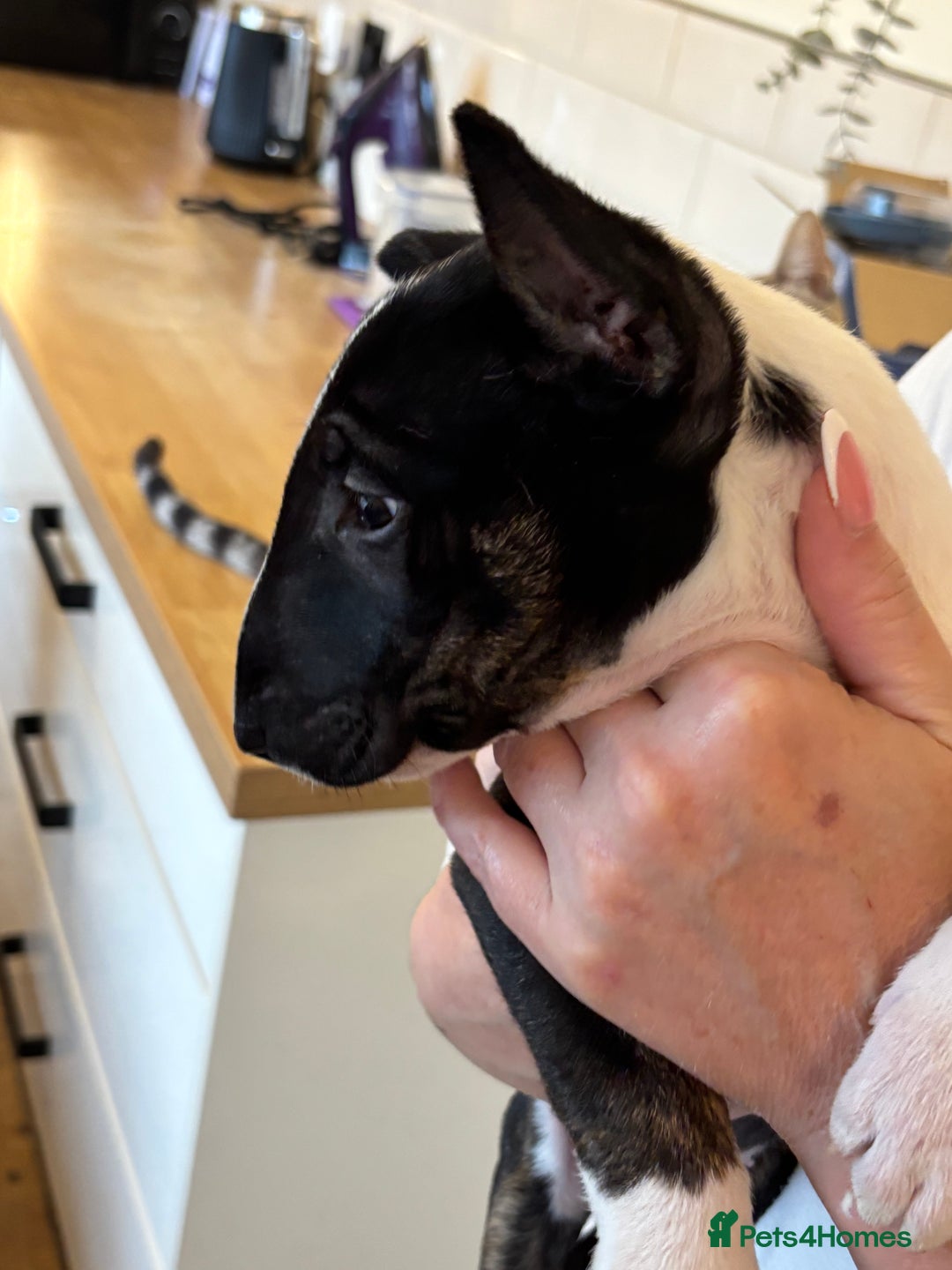 English Bull Terrier dogs for sale: Champion line bull terriers  - Image 22