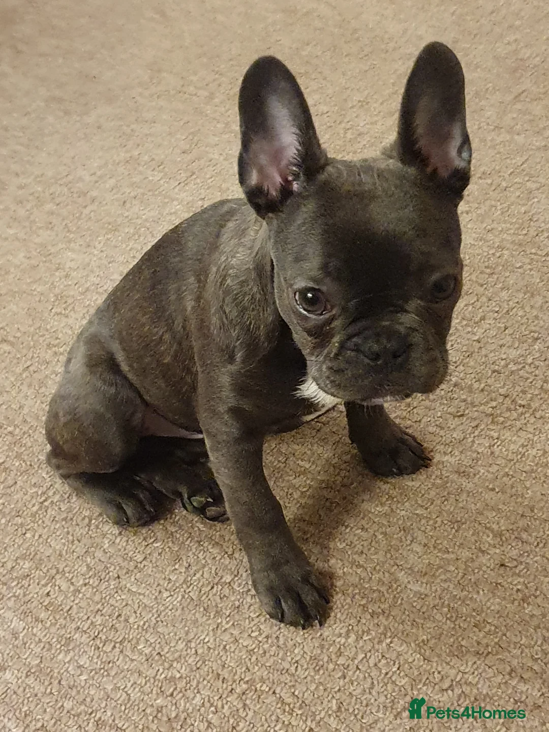 French Bulldog dogs for sale: French bulldog puppy  - Advert 3