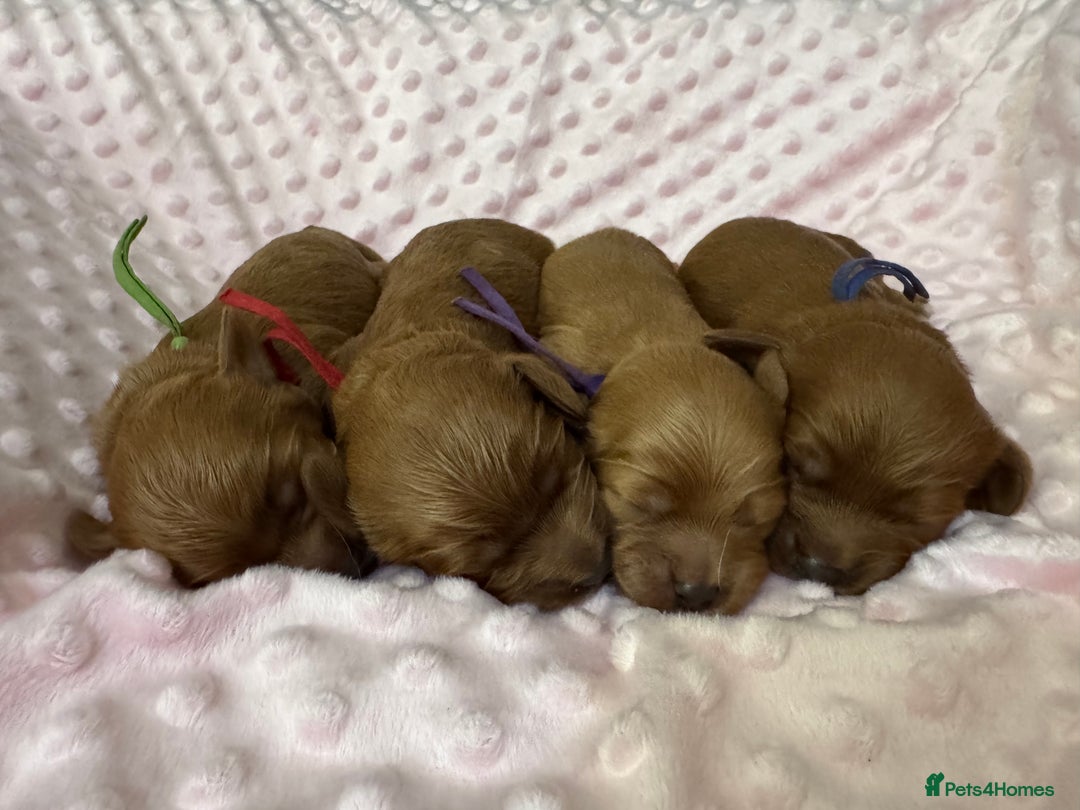 Cavapoo dogs for sale: F1 RED CAVAPOOS LICENSED KC HEALTH TESTED PARENTS  - Image 6