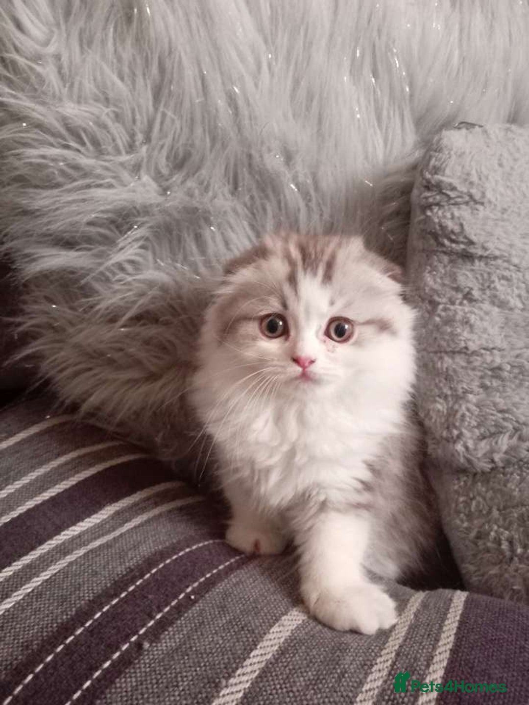 Mixed Breed cats for sale: Ragdoll cross Scottish fold - Image 6
