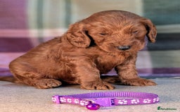 Cockapoo dogs for sale: F1B Cockapoo Puppies Ready for Their Forever Home. - Image 9