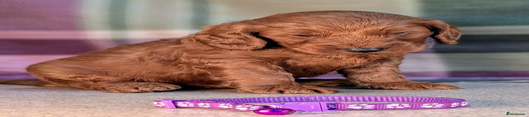 Cockapoo Puppy 4 Purple collar
