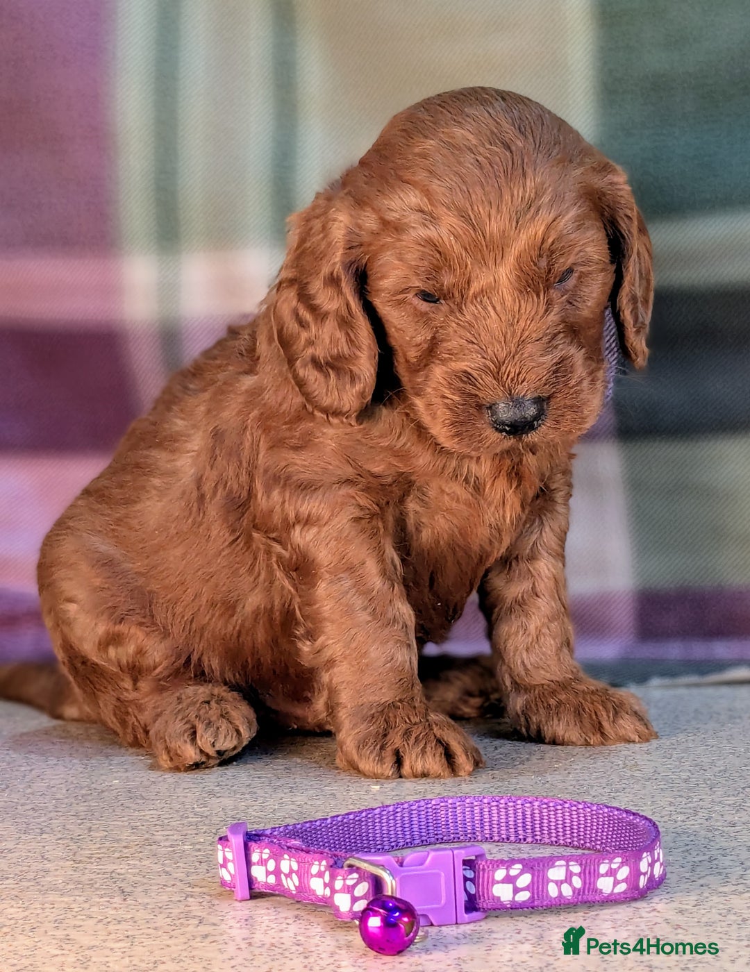 Cockapoo dogs for sale: F1B Cockapoo Puppies Ready for Their Forever Home. - Image 9
