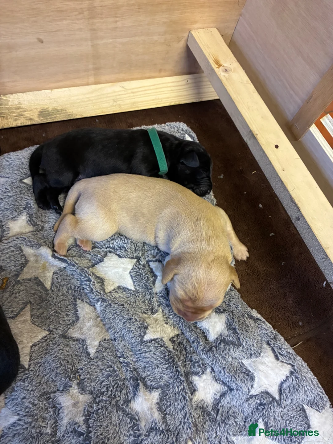 Labrador Retriever dogs for sale: Labrador puppies - Advert 9