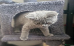 British Shorthair cats for sale: Beautiful BSH (2 Males & 2 Females, Blue & Lilac) - Image 33