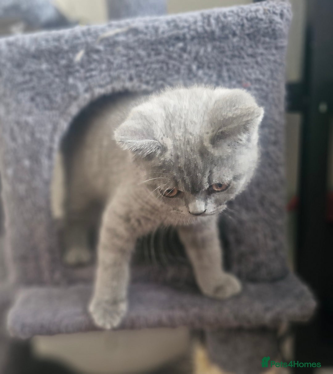 British Shorthair cats for sale: Beautiful BSH (2 Males & 2 Females, Blue & Lilac) - Image 33