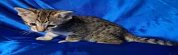 Savannah cats for sale: Super spotty Savannah kittens - Advert 4