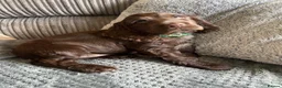 Cocker Spaniel dogs for sale: 100%show cocker spanials kc registered  - Advert 11