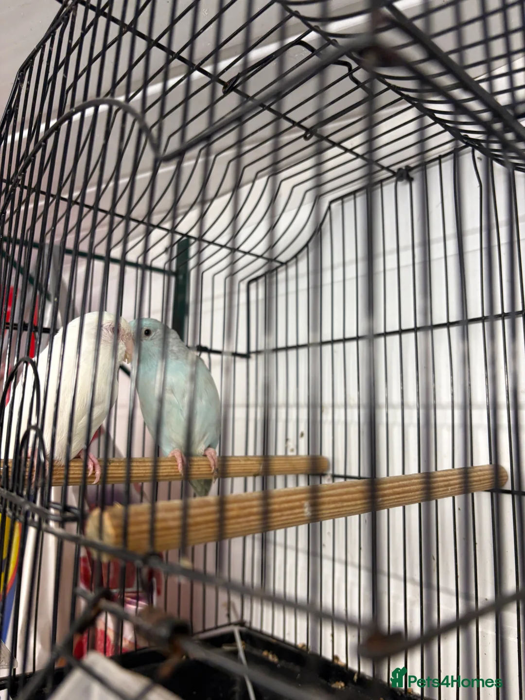 Parrots birds for sale: Bonded pair parrotlets - Advert 2