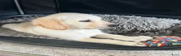 Goldador dogs for sale: Golden retriever 3/4 x 1/4 Labrador puppies in Barnsley - Advert 9