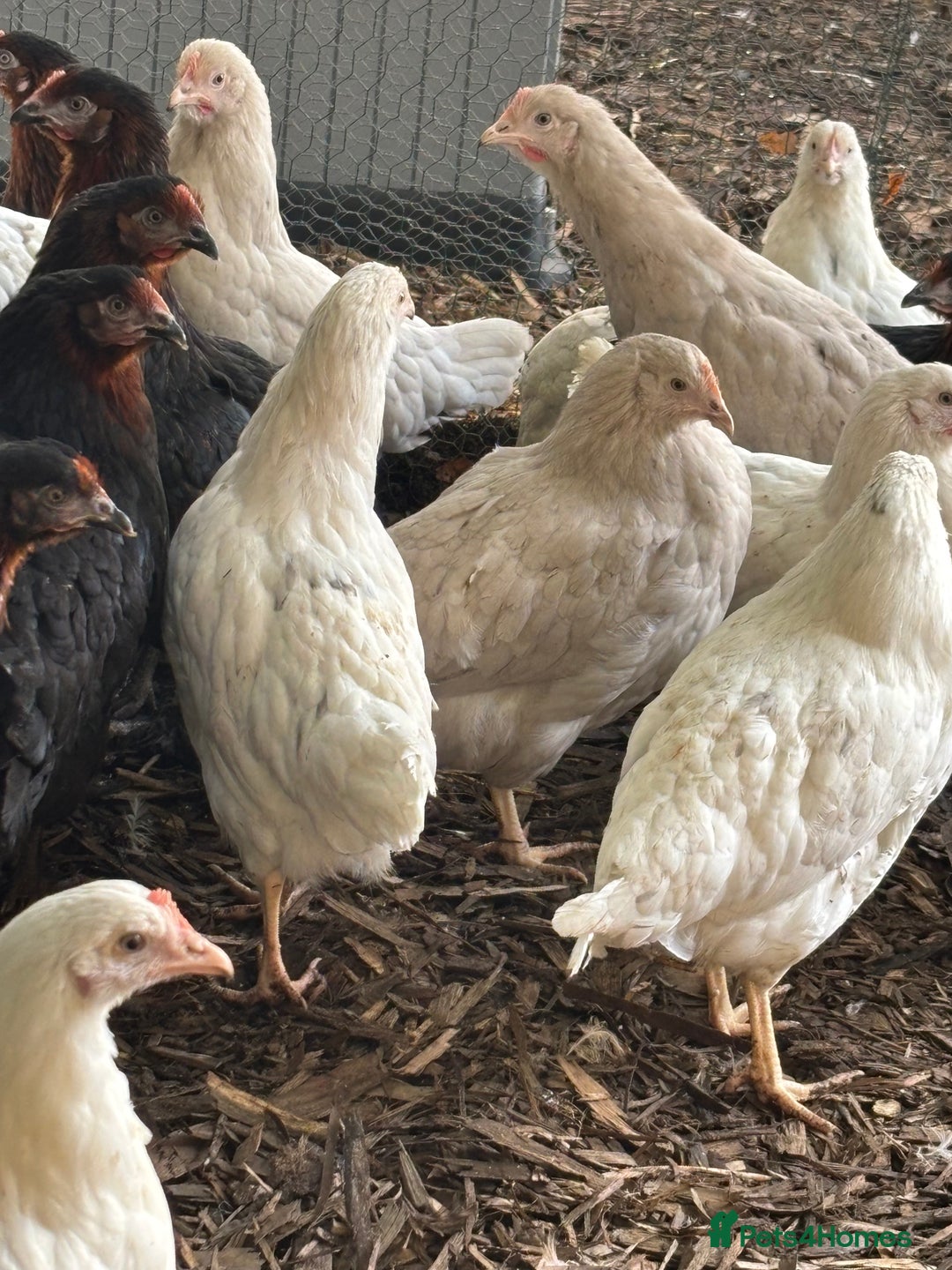 Chickens poultry for sale: Pol hybrid dark, blue and olive egg layers  - Image 13