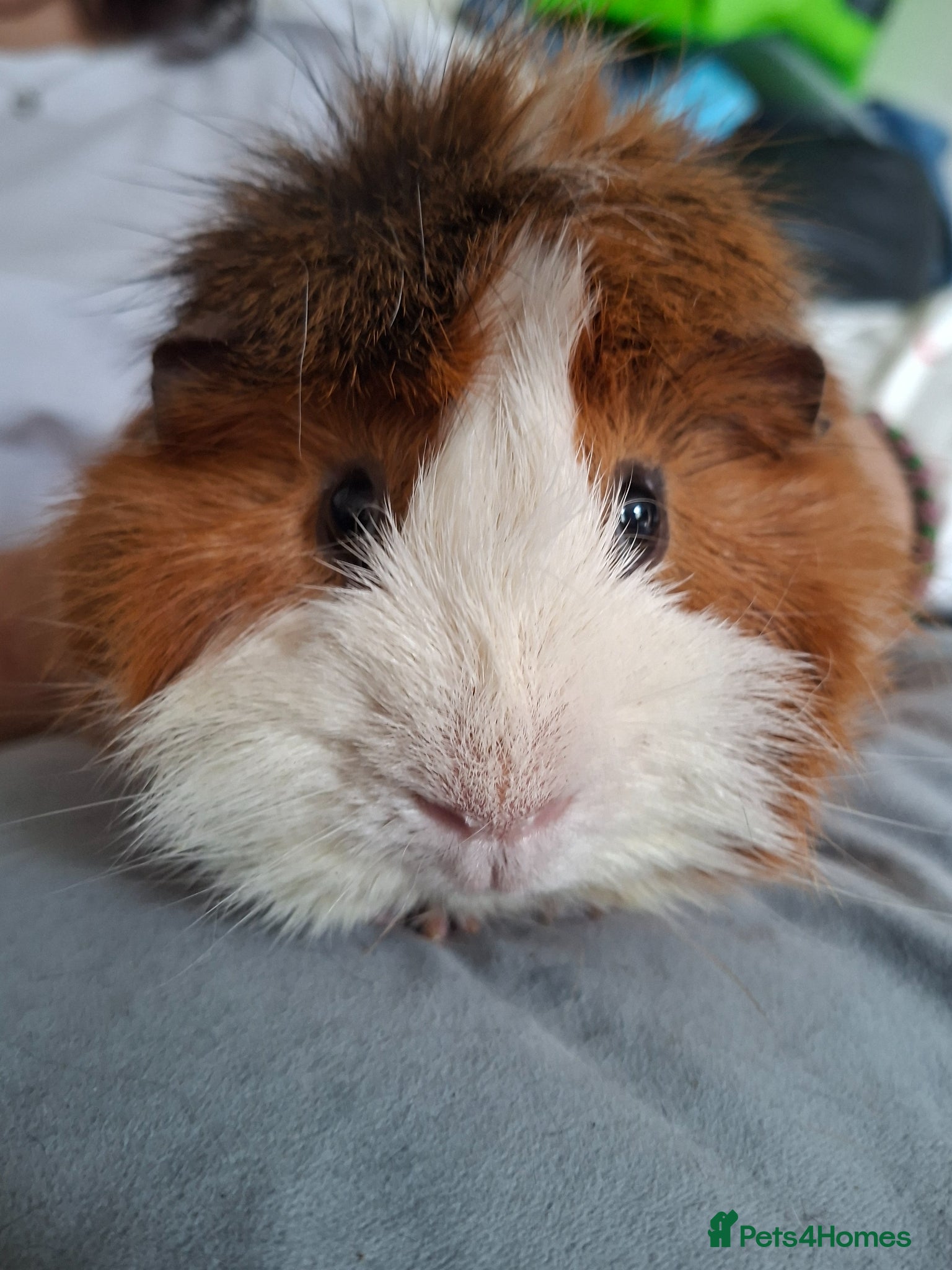 Guinea Pig rodents Male guinea pig - Advert 2