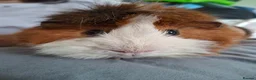 Guinea Pig rodents for sale: Male guinea pig - Advert 1