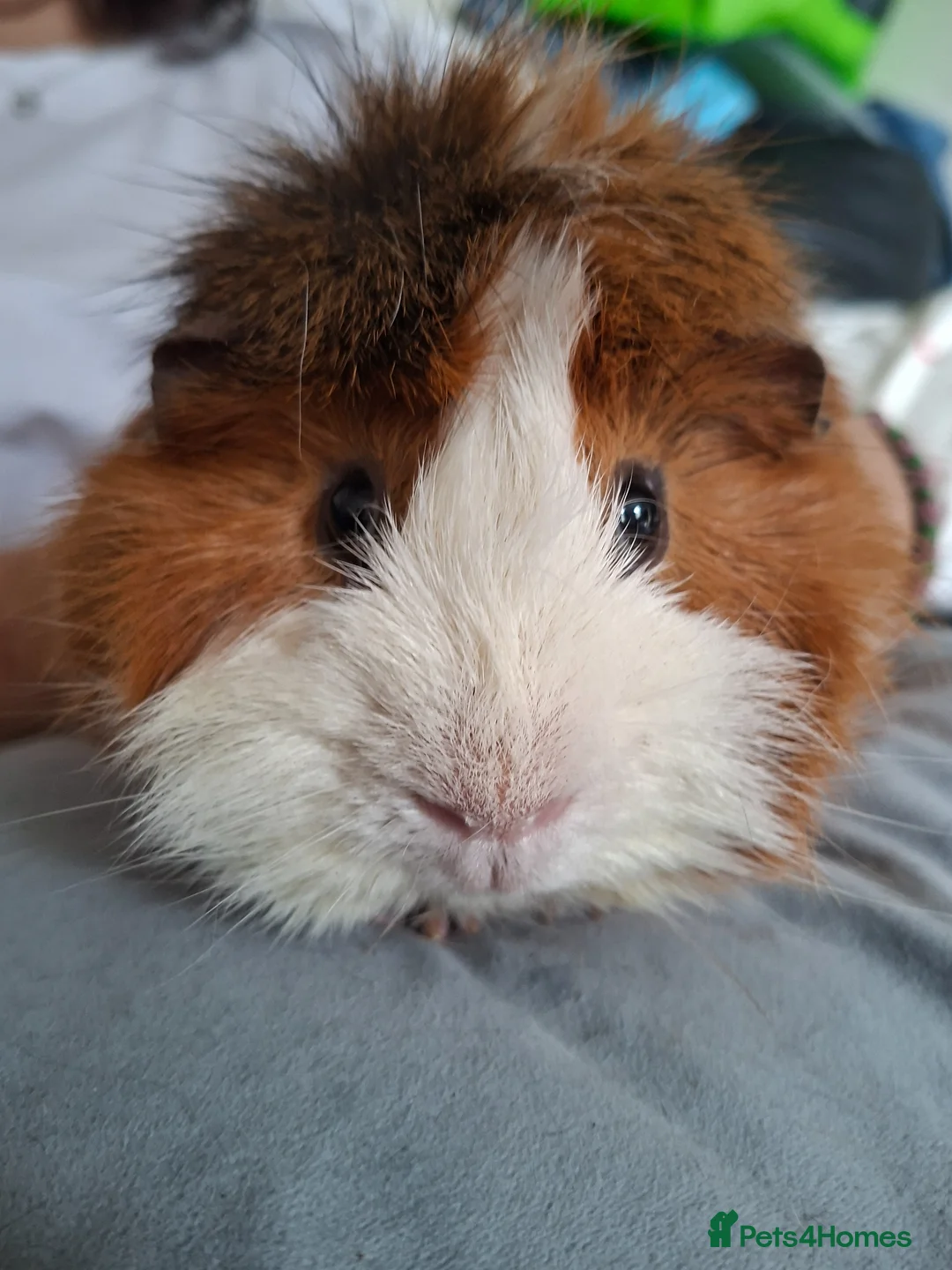Guinea Pig rodents for sale: Male guinea pig - Advert 1